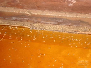 十堰市民警惕 白蟻活躍期已至，危害巨大需及時(shí)防治